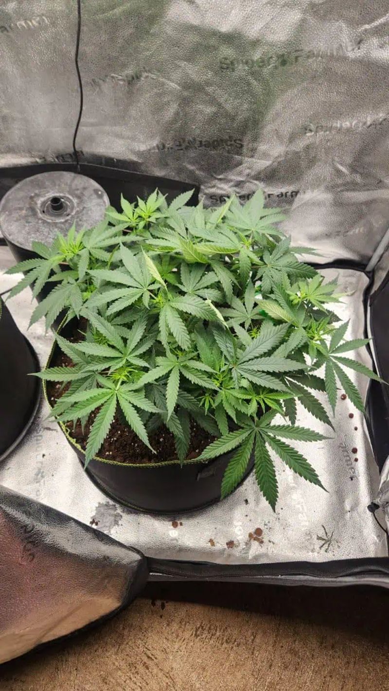 spiderfarmer 2x4