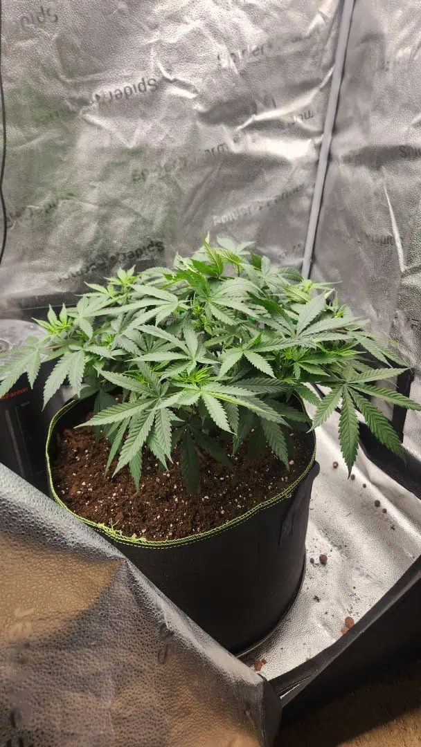 spiderfarmer 2x4 — vegetative, day 1