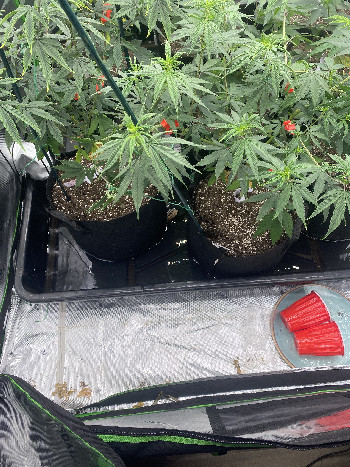 Chem 91 x mango haze  — flower, day 1
