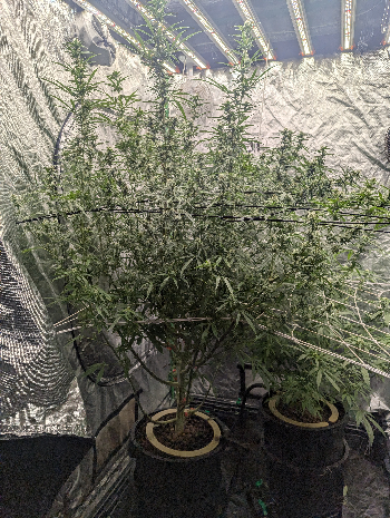 Critical Plus  — flower, day 17