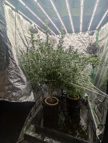 Critical Plus  — flower, day 17