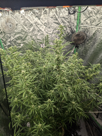 Critical Plus  — flower, day 1