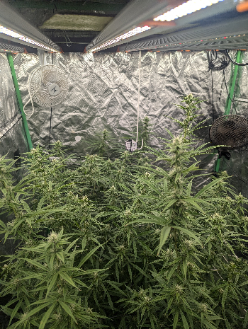 Critical Plus  — flower, day 1