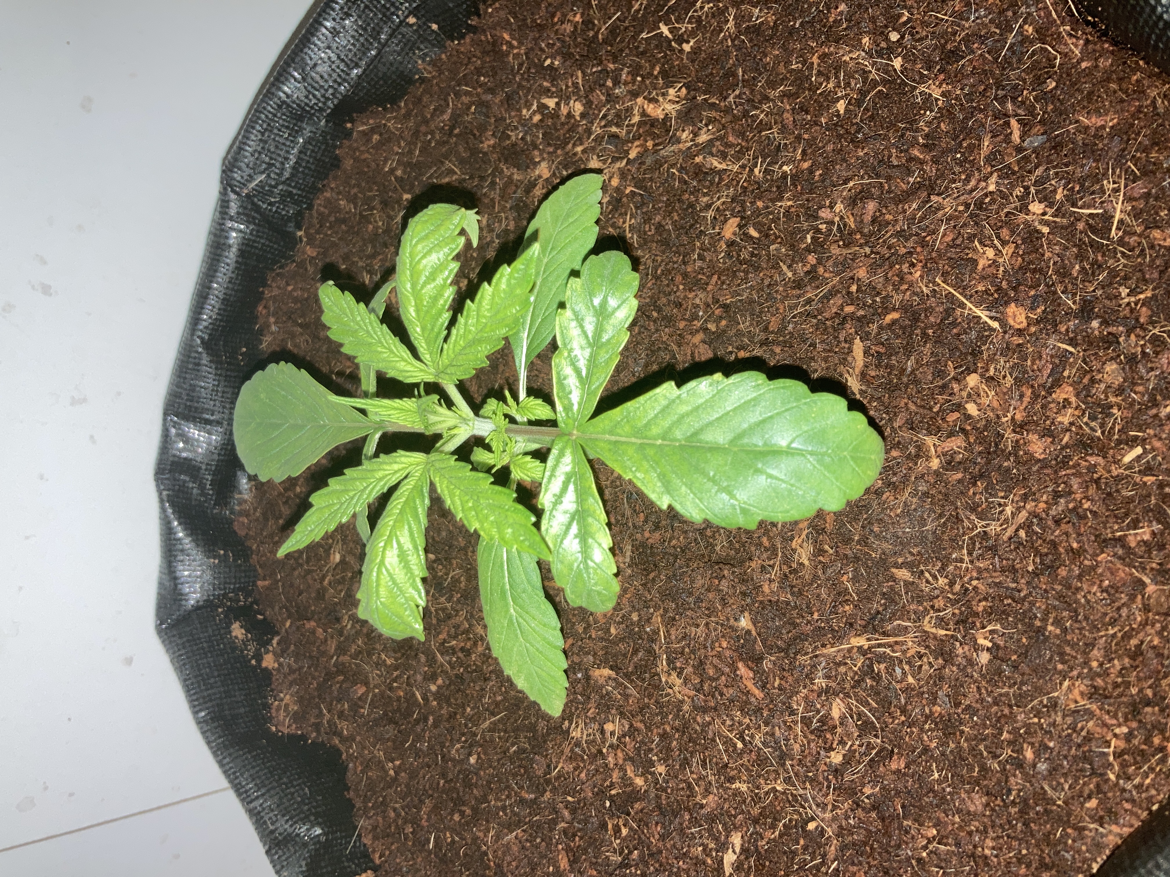 Closet Grow | 🍪GSC (auto)  — vegetative, day 12