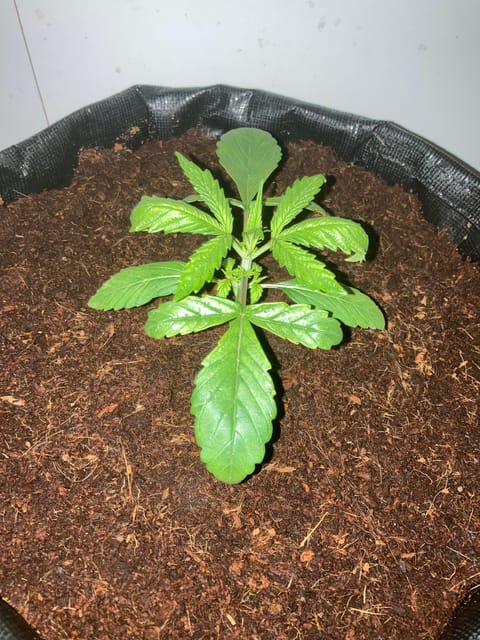 Closet Grow | 🍪GSC (auto) — vegetative, day 12