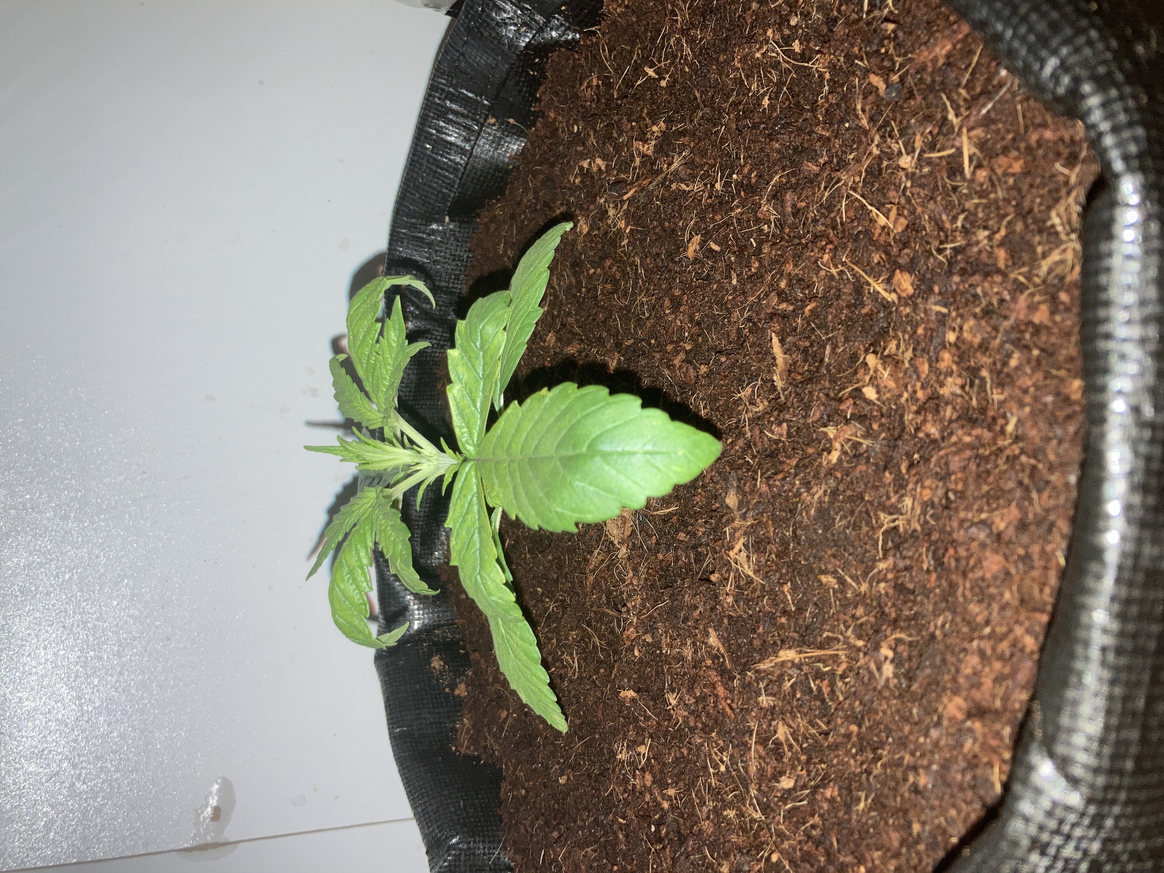 Closet Grow | 🍪GSC (auto)  — vegetative, day 12