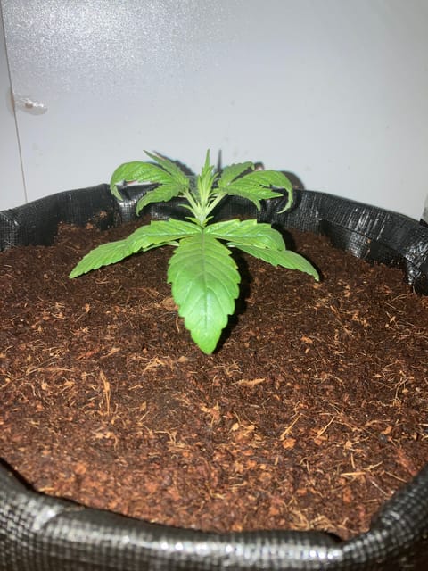 Closet Grow | 🍪GSC (auto) — vegetative, day 12