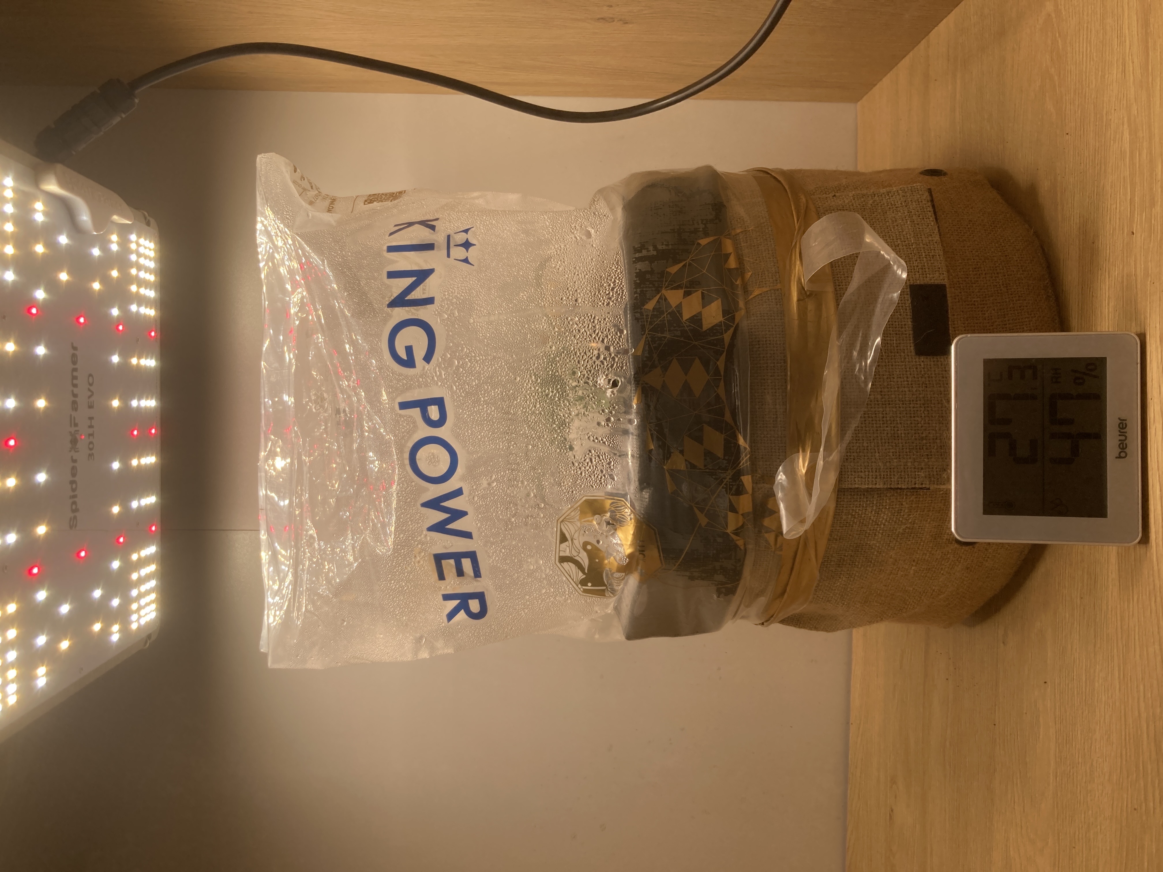 Closet Grow | 🍪GSC (auto)  — vegetative, day 13