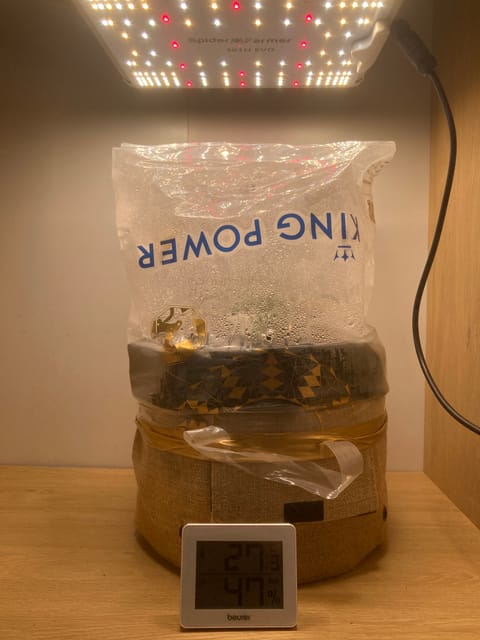 Closet Grow | 🍪GSC (auto) — vegetative, day 13