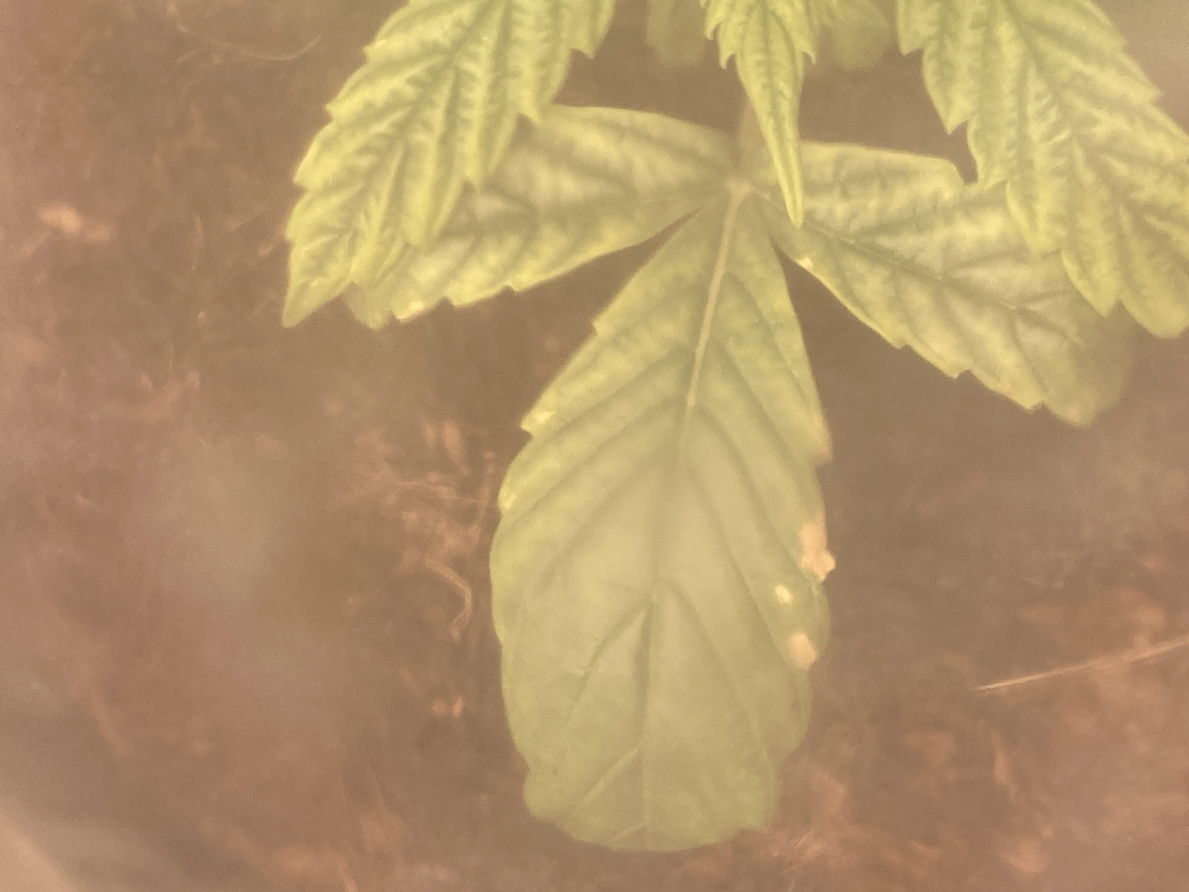 Closet Grow | 🍪GSC (auto)  — vegetative, day 13