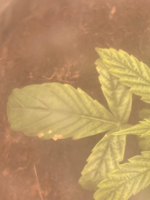 Closet Grow | 🍪GSC (auto) — vegetative, day 13