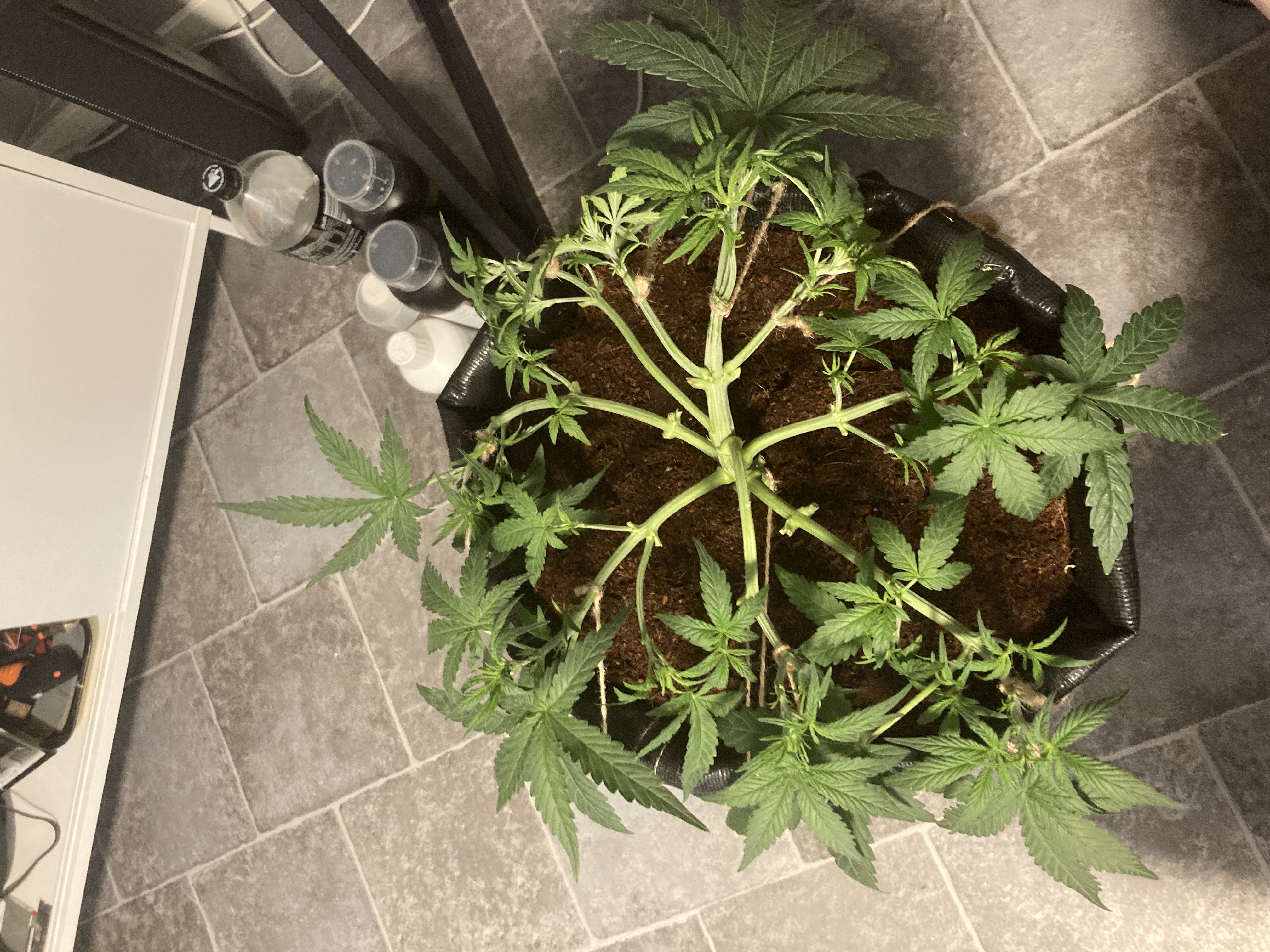 Closet Grow | 🍪GSC (auto)  — vegetative, day 25