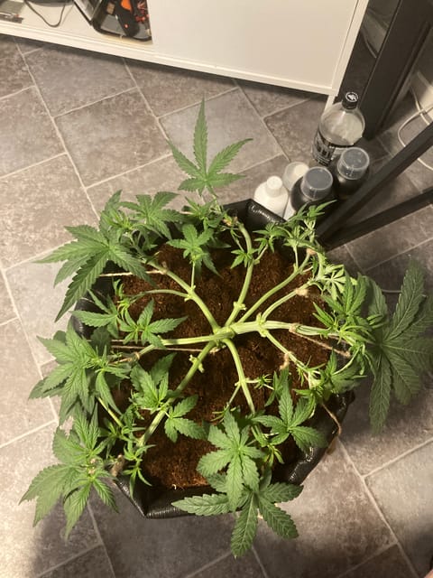 Closet Grow | 🍪GSC (auto) — vegetative, day 25
