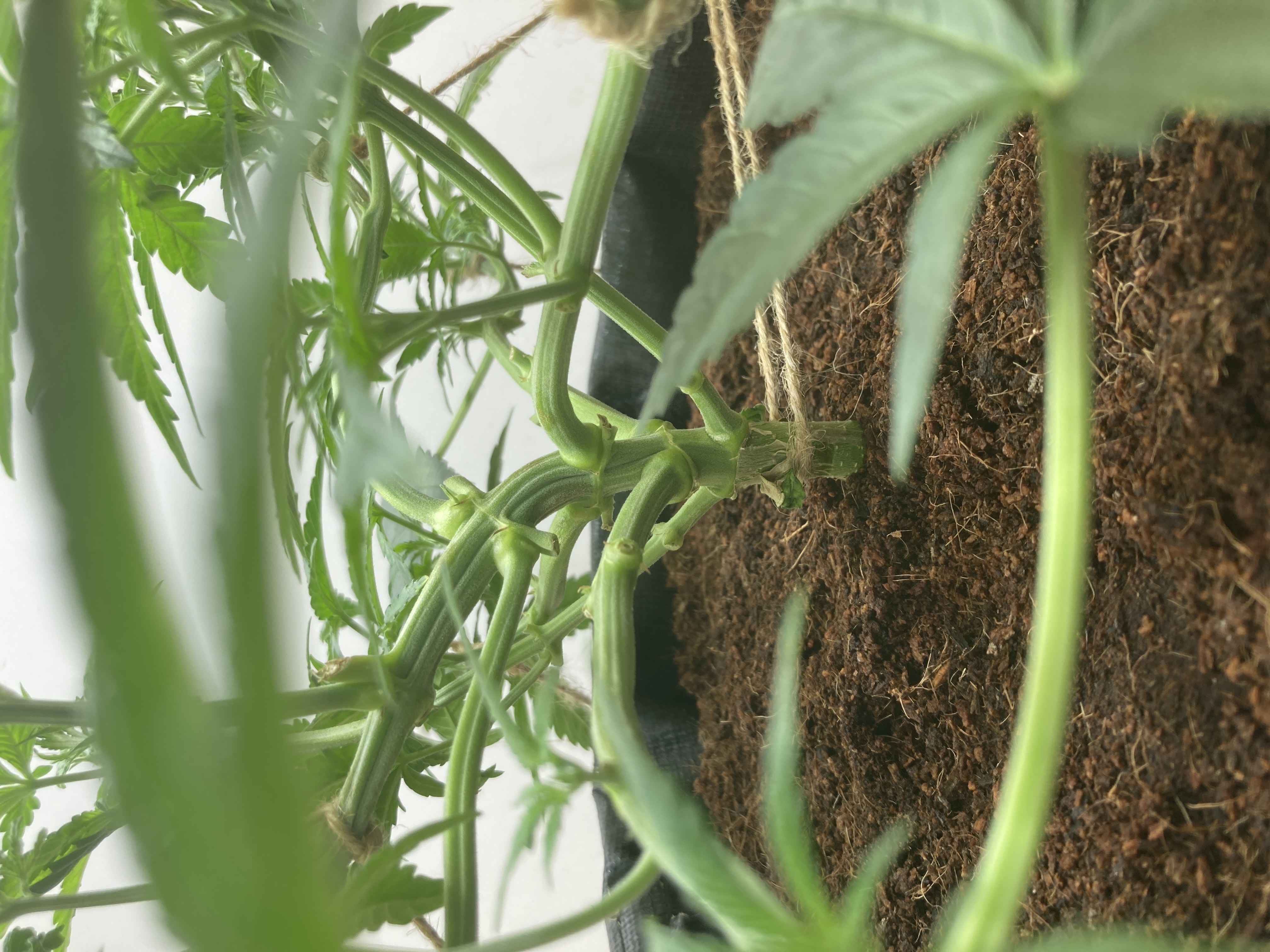 Closet Grow | 🍪GSC (auto)  — vegetative, day 25