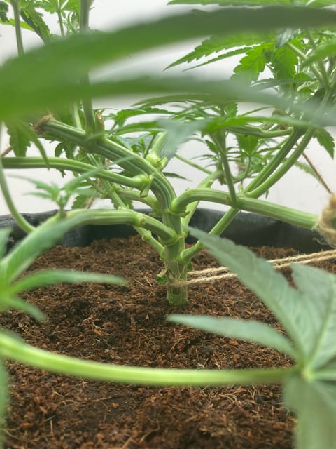 Closet Grow | 🍪GSC (auto) — vegetative, day 25