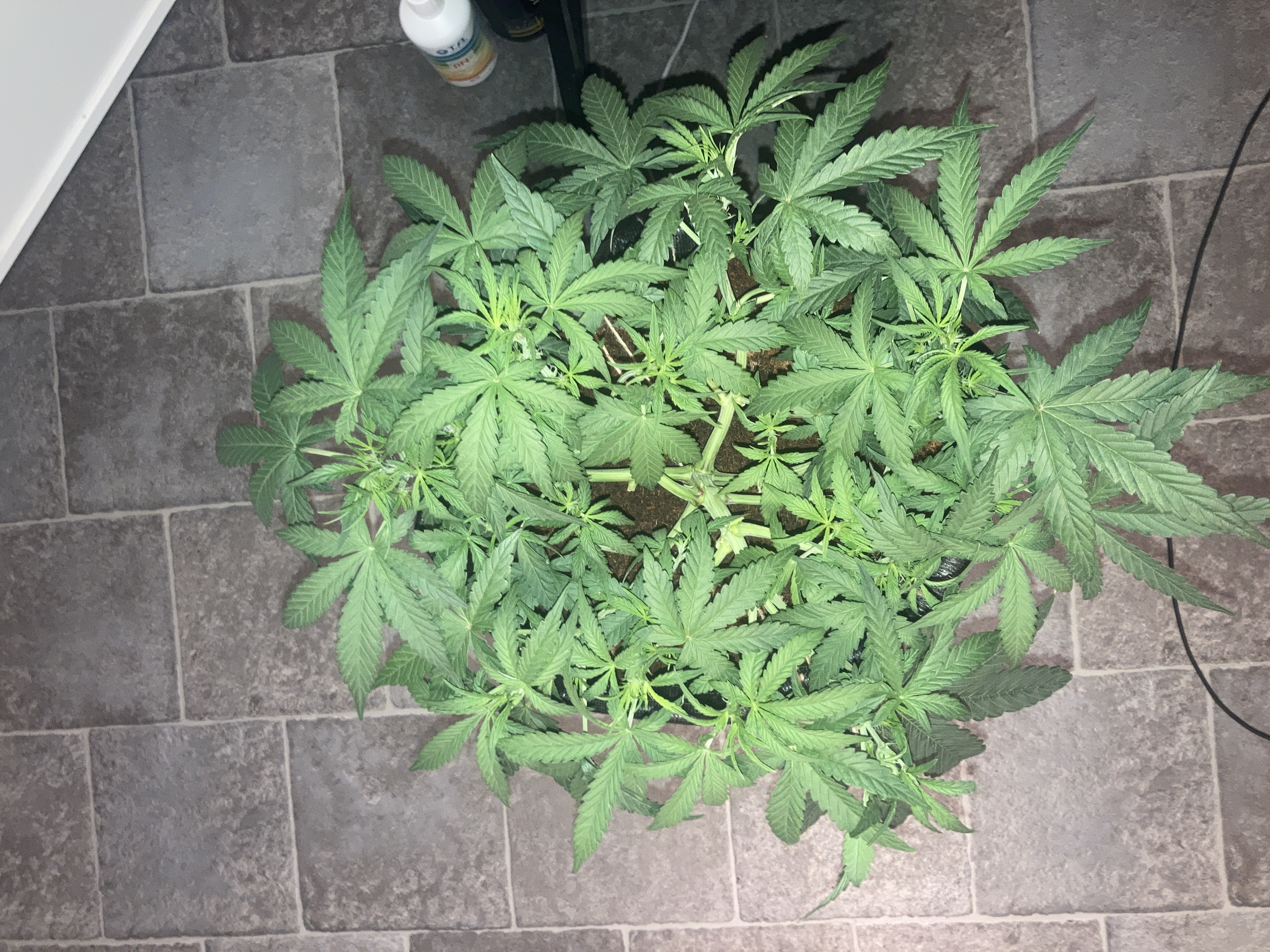 Closet Grow | 🍪GSC (auto)  — vegetative, day 29