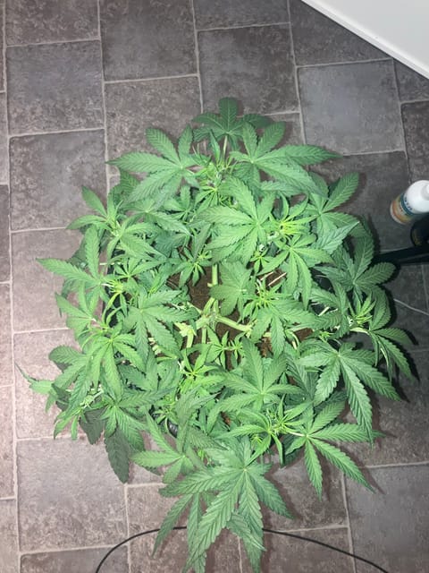 Closet Grow | 🍪GSC (auto) — vegetative, day 29