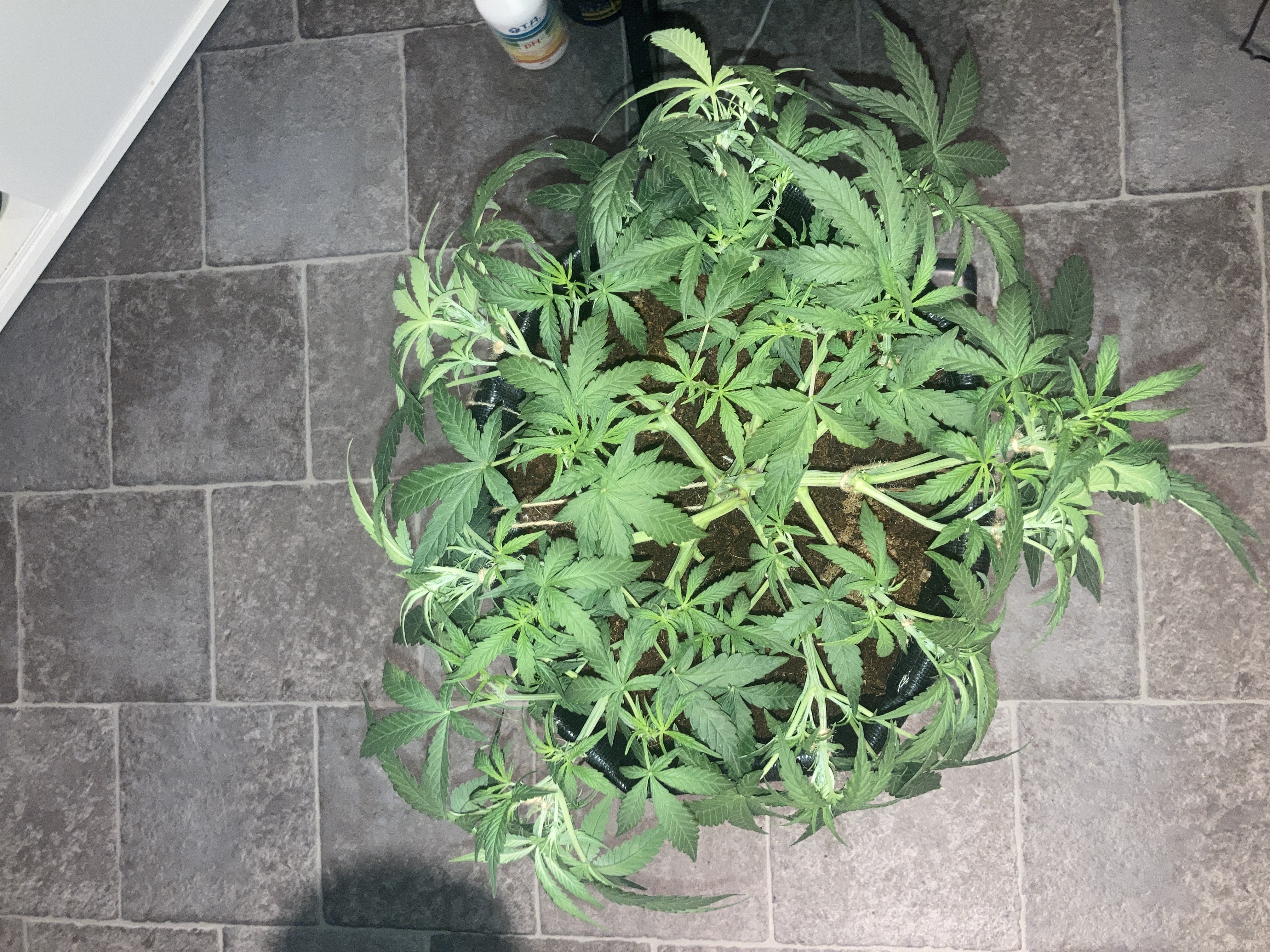 Closet Grow | 🍪GSC (auto)  — vegetative, day 29