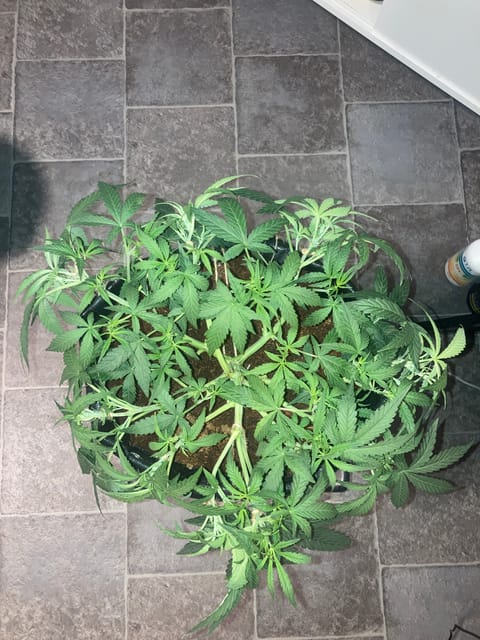 Closet Grow | 🍪GSC (auto) — vegetative, day 29