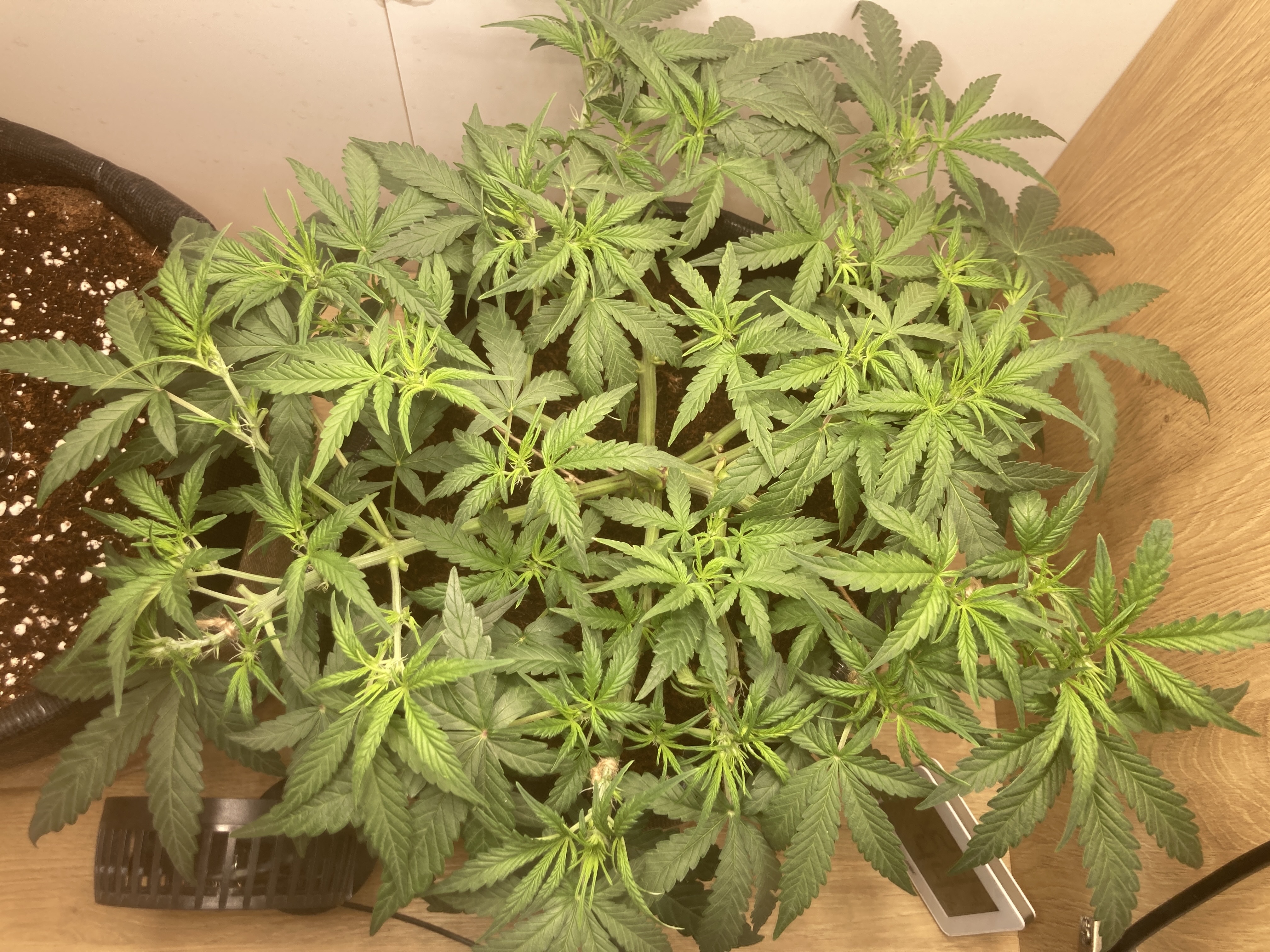 Closet Grow | 🍪GSC (auto)  — flower, day 30