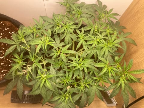 Closet Grow | 🍪GSC (auto) — flower, day 30
