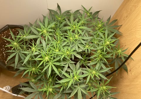 Closet Grow | 🍪GSC (auto) — flower, day 36