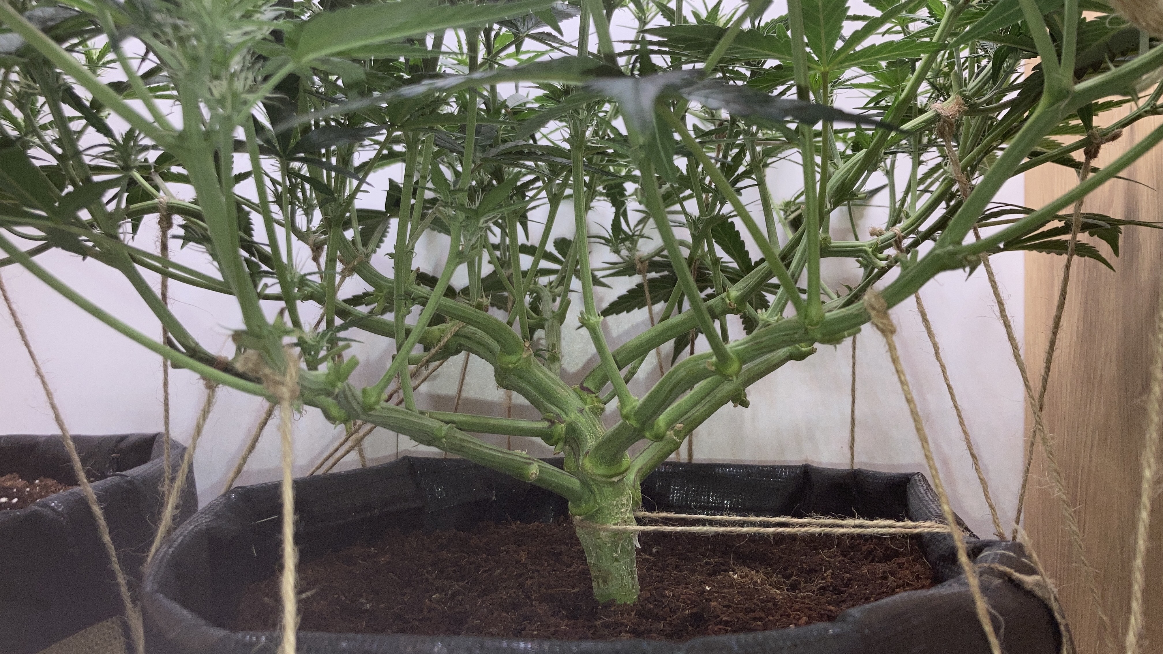 Closet Grow | 🍪GSC (auto)  — flower, day 36