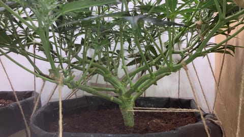 Closet Grow | 🍪GSC (auto) — flower, day 36