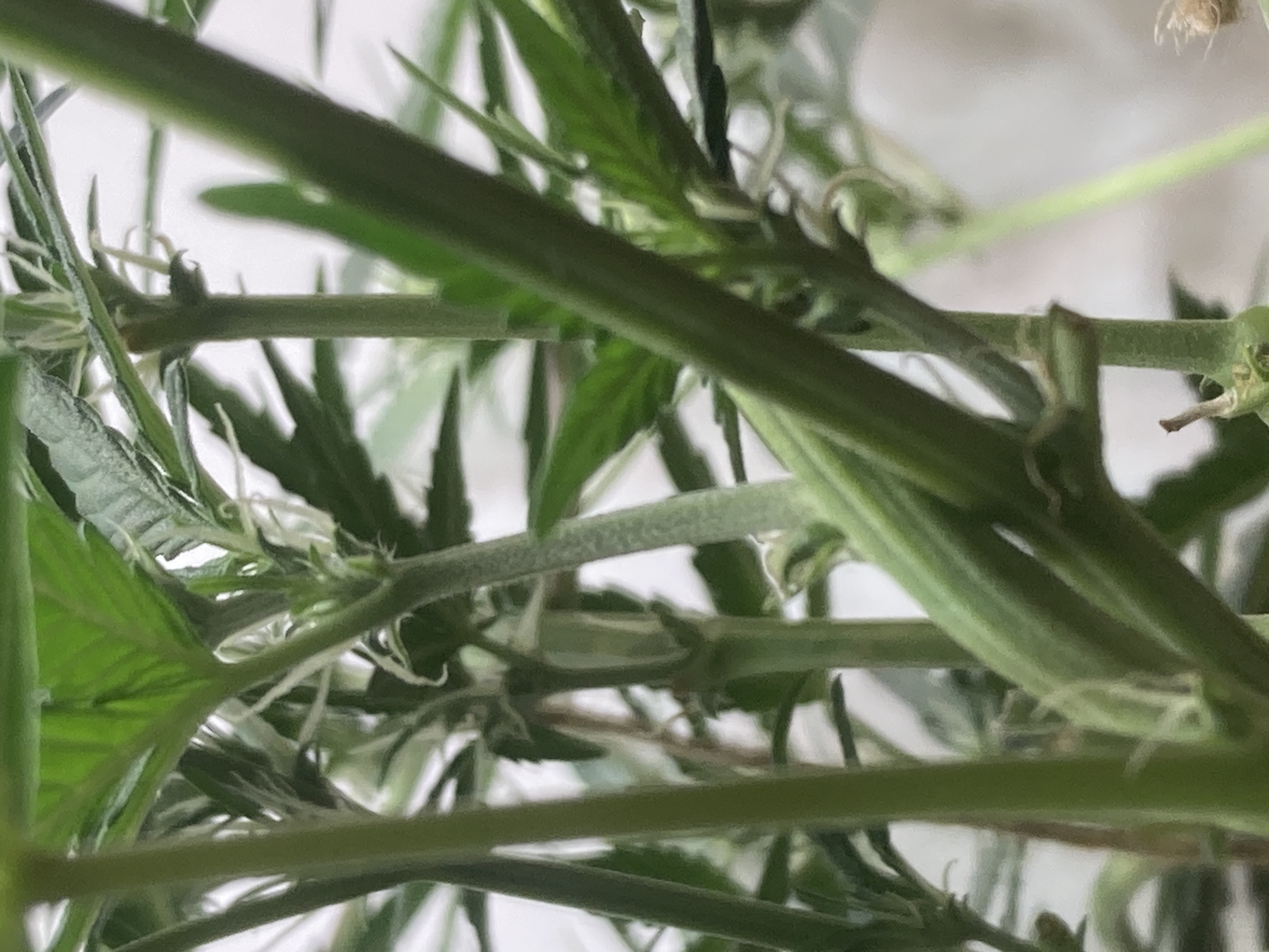 Closet Grow | 🍪GSC (auto)  — flower, day 36