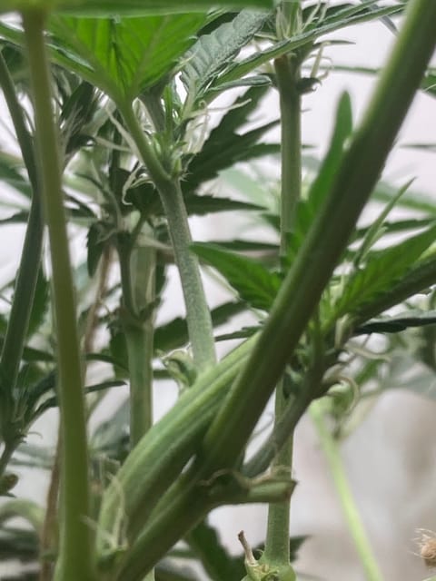 Closet Grow | 🍪GSC (auto) — flower, day 36