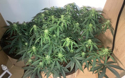 Closet Grow | 🍪GSC (auto) — flower, day 39