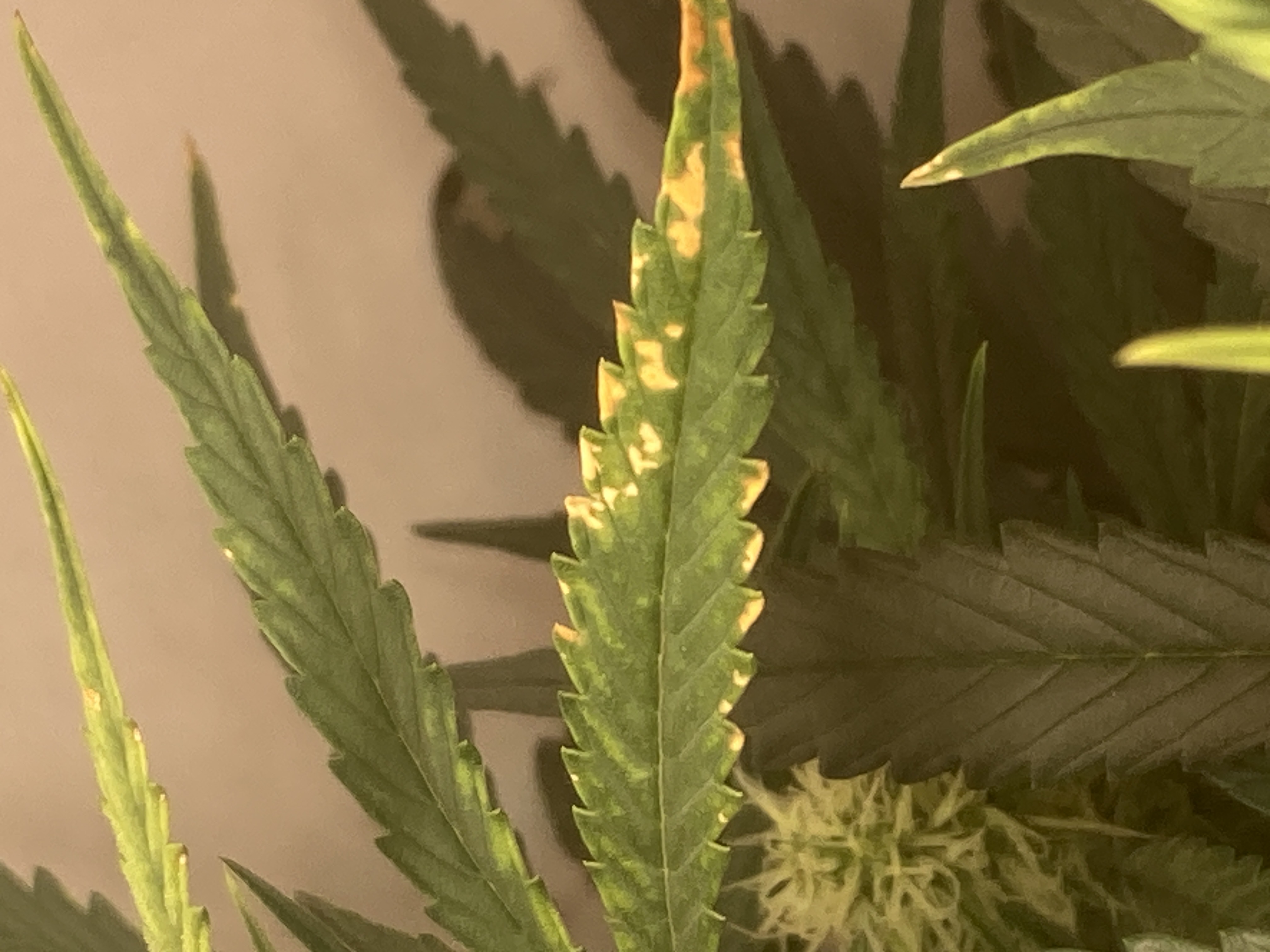 Closet Grow | 🍪GSC (auto)  — flower, day 44