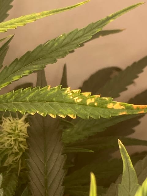 Closet Grow | 🍪GSC (auto) — flower, day 44