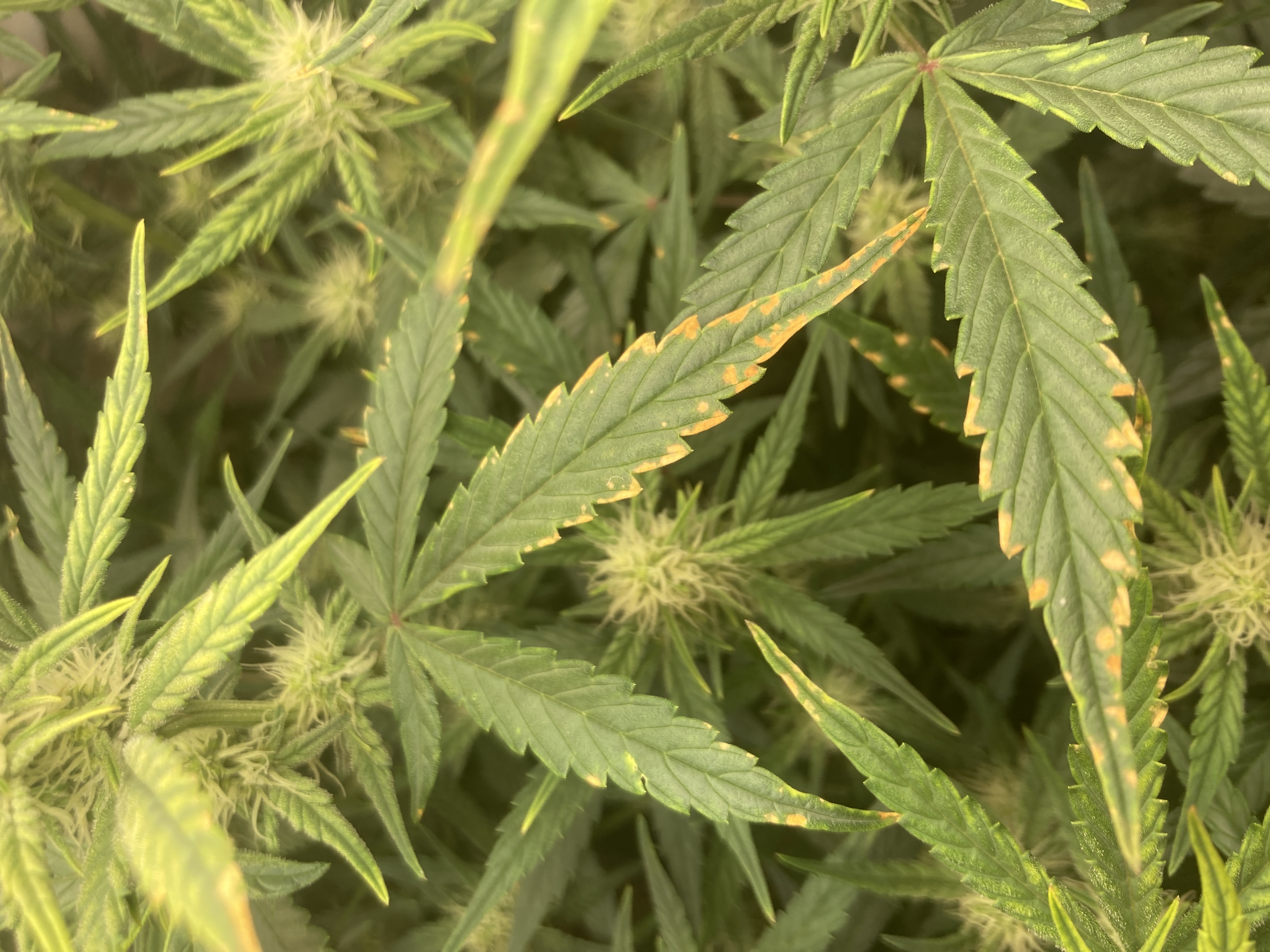 Closet Grow | 🍪GSC (auto)  — flower, day 44