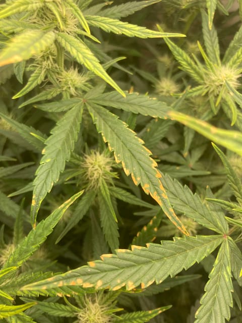 Closet Grow | 🍪GSC (auto) — flower, day 44