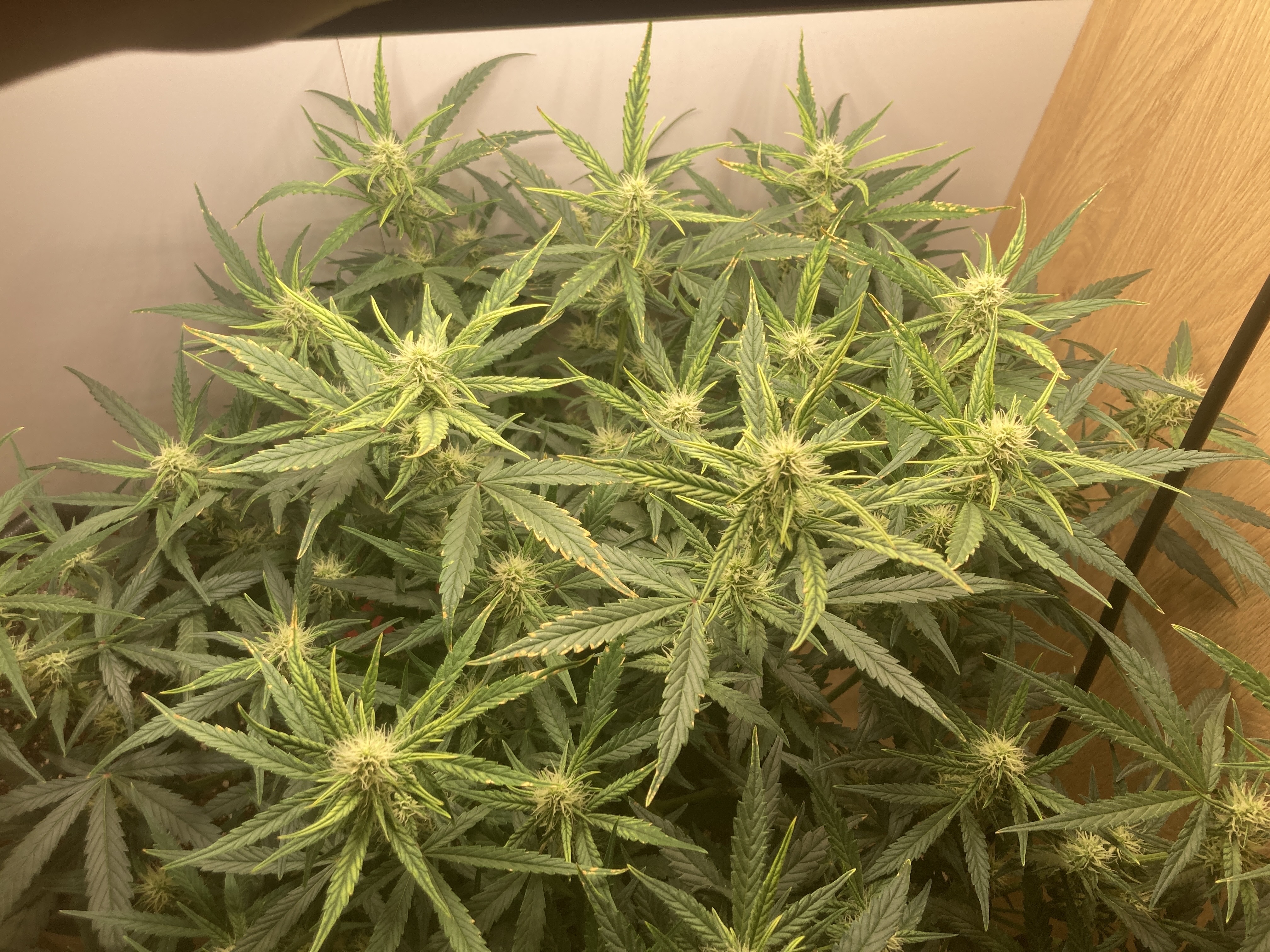 Closet Grow | 🍪GSC (auto)  — flower, day 45