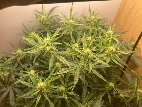 Closet Grow | 🍪GSC (auto) — flower, day 45