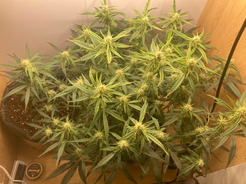 Closet Grow | 🍪GSC (auto) — flower, day 45