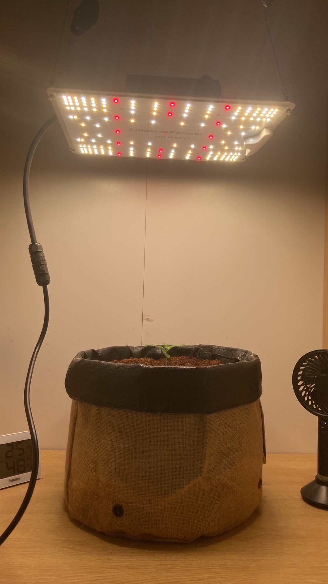 Closet Grow | 🍪GSC (auto)  — vegetative, day 7