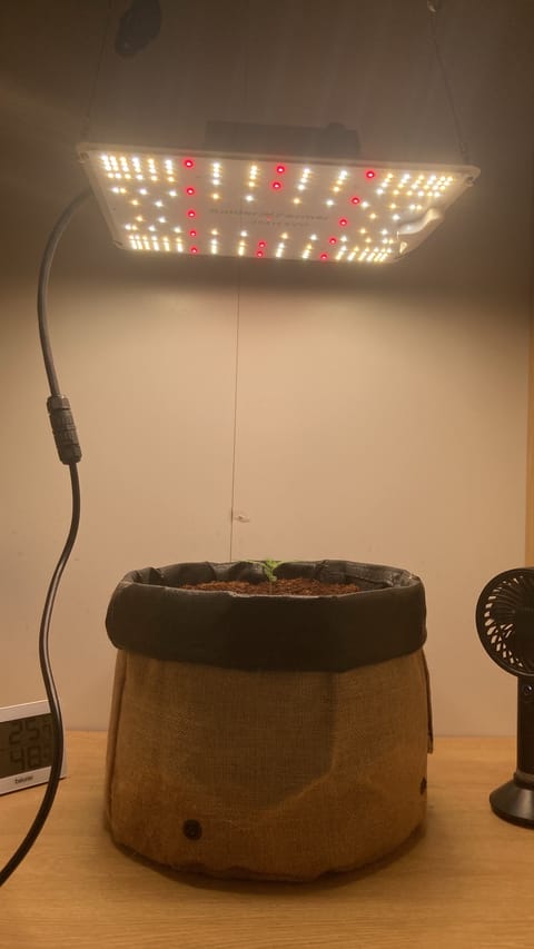 Closet Grow | 🍪GSC (auto) — vegetative, day 7