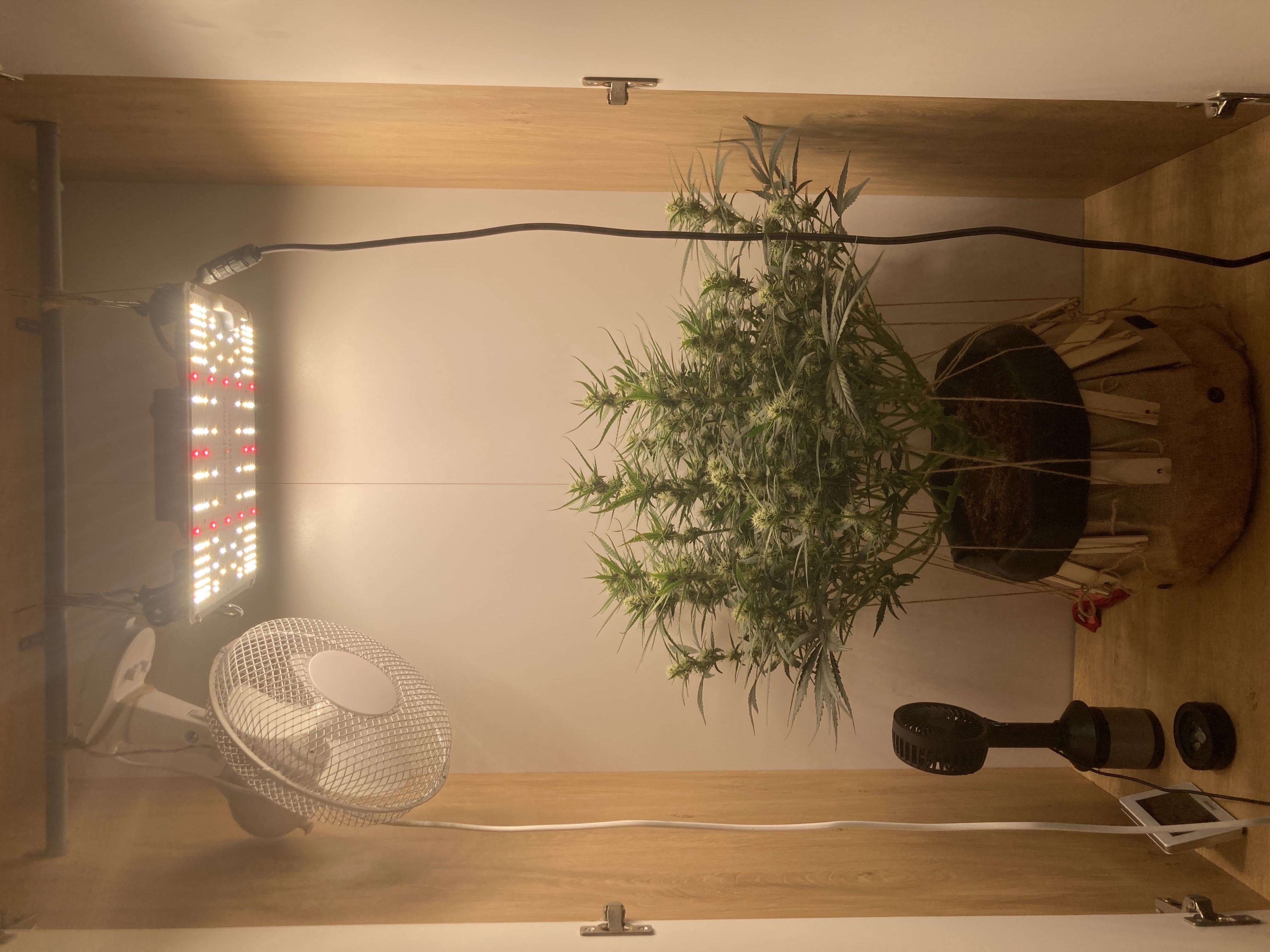 Closet Grow | 🍪GSC (auto)  — flower, day 47