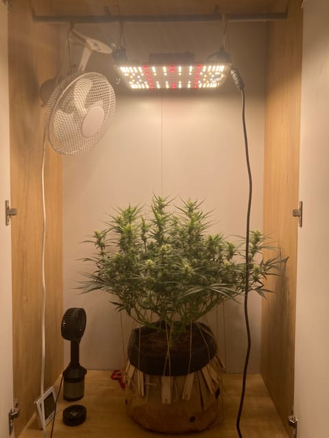 Closet Grow | 🍪GSC (auto) — flower, day 47