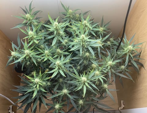 Closet Grow | 🍪GSC (auto) — flower, day 47