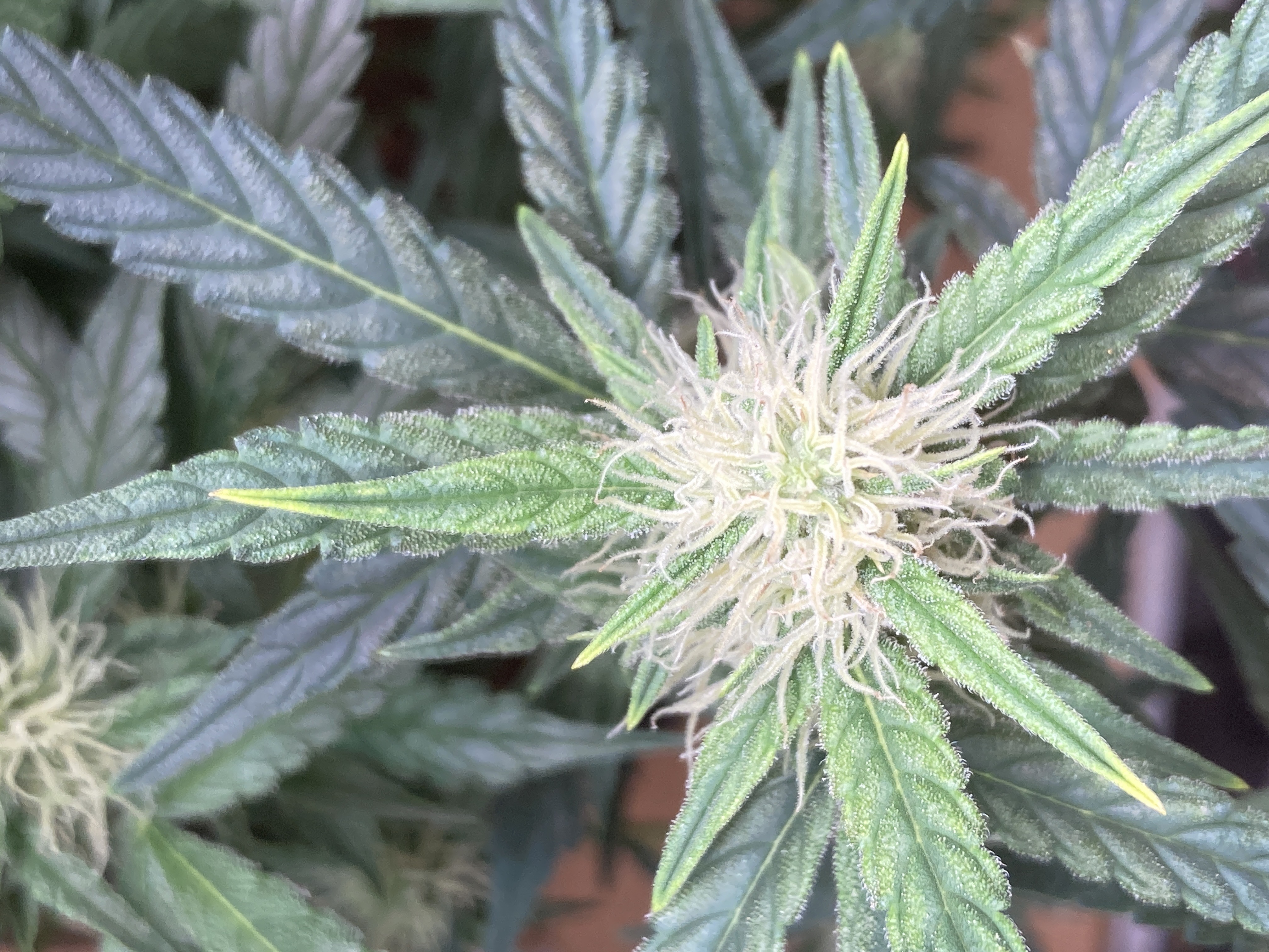 Closet Grow | 🍪GSC (auto)  — flower, day 47