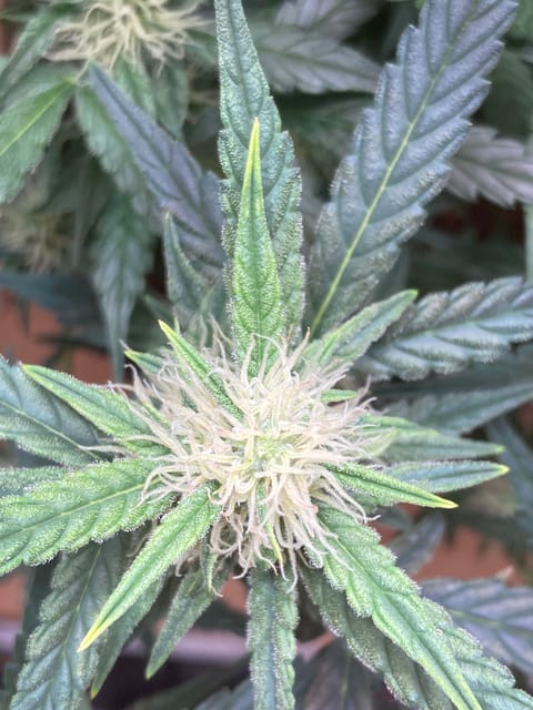 Closet Grow | 🍪GSC (auto) — flower, day 47
