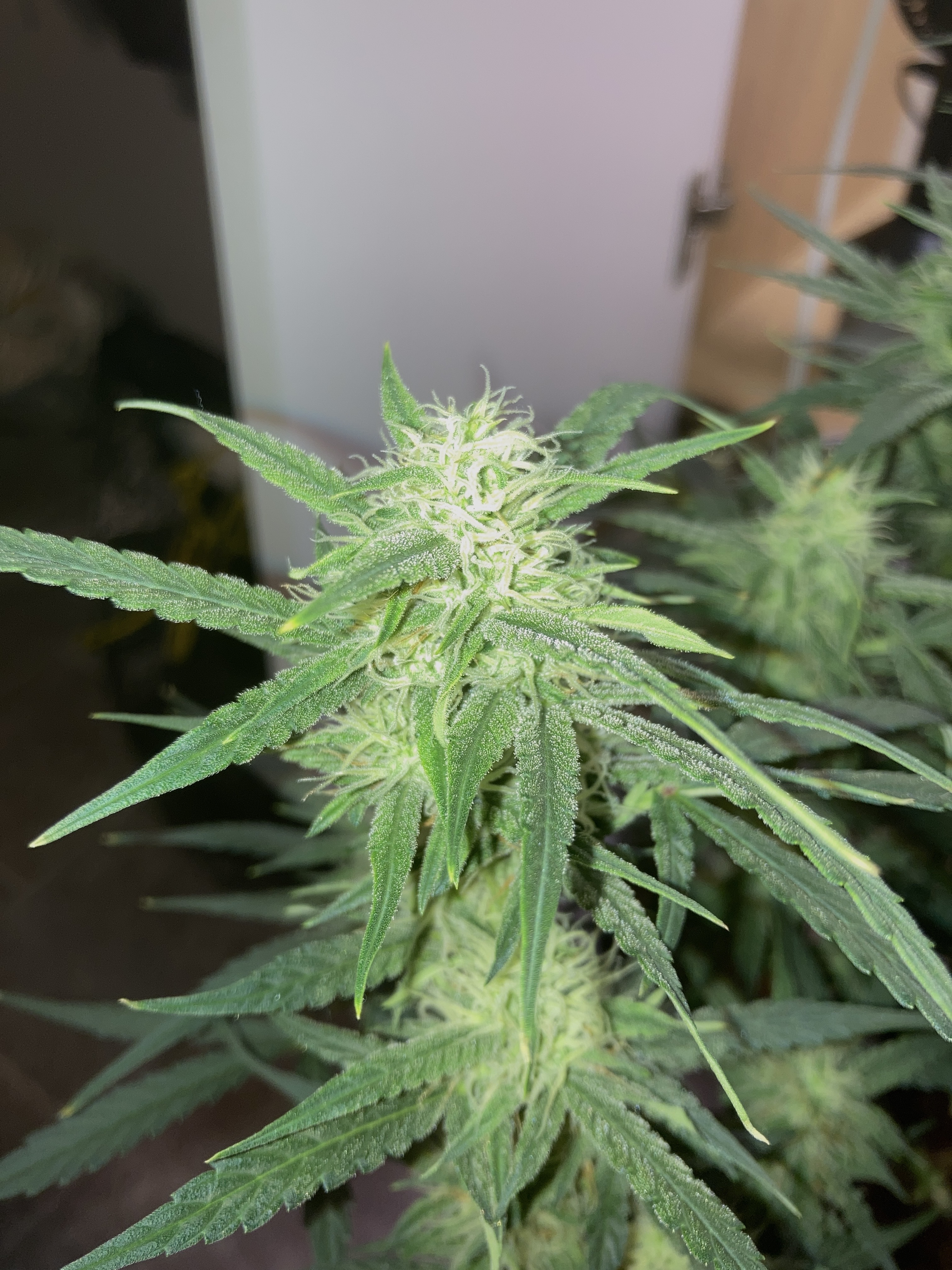 Closet Grow | 🍪GSC (auto)  — flower, day 50
