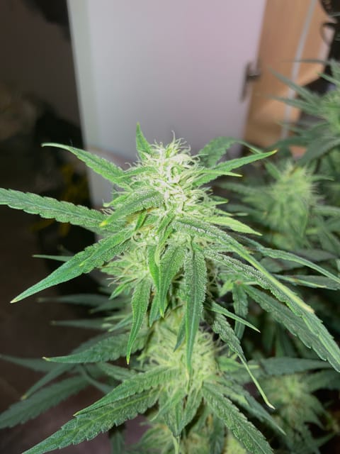 Closet Grow | 🍪GSC (auto) — flower, day 50