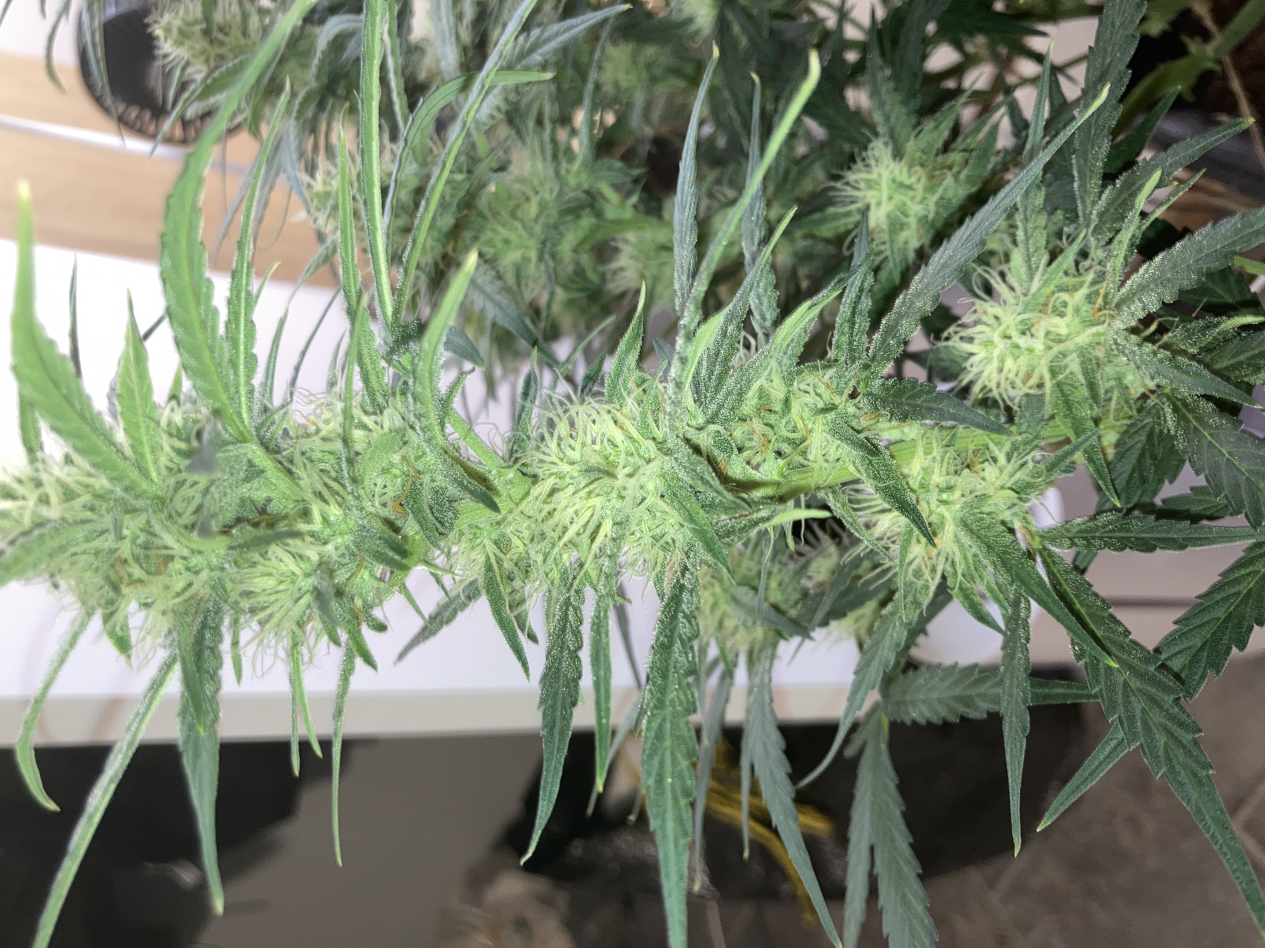Closet Grow | 🍪GSC (auto)  — flower, day 50