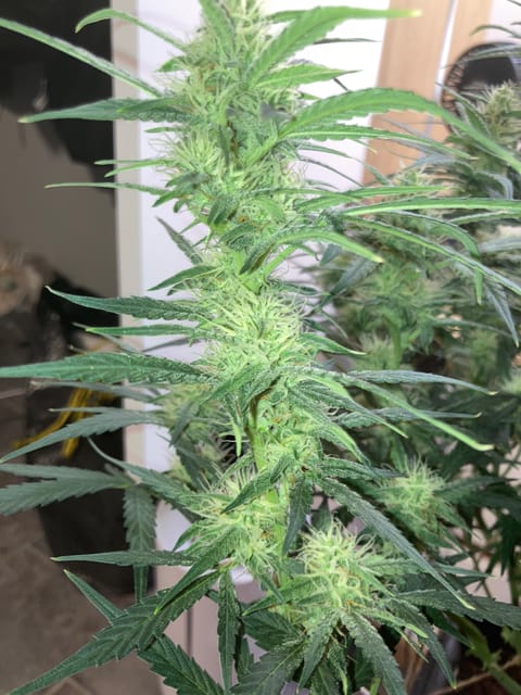 Closet Grow | 🍪GSC (auto) — flower, day 50