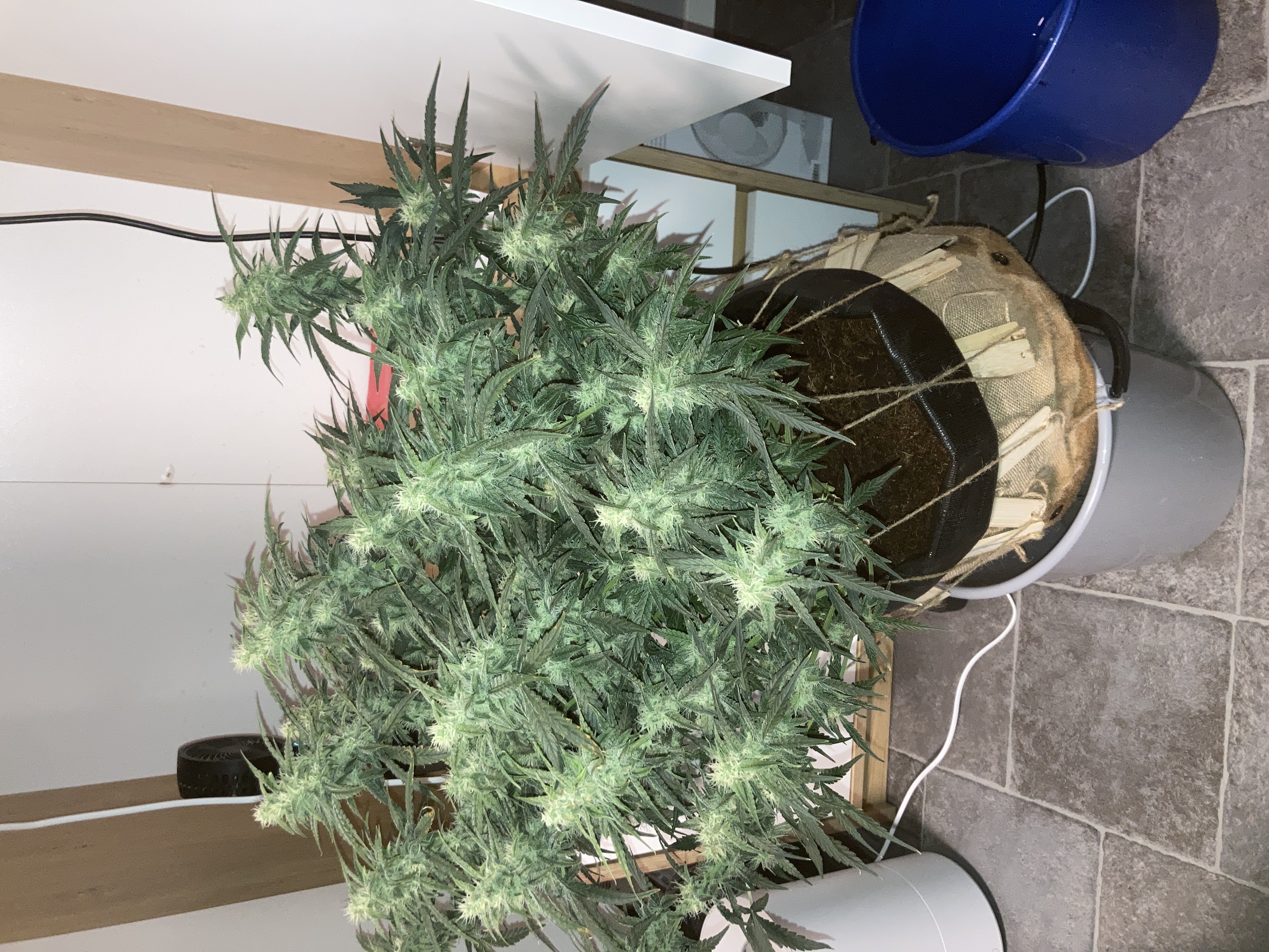 Closet Grow | 🍪GSC (auto)  — flower, day 53